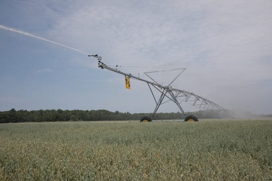 Valuable Antigo foundation seed oats are watered at Schumitsch Seed Inc.