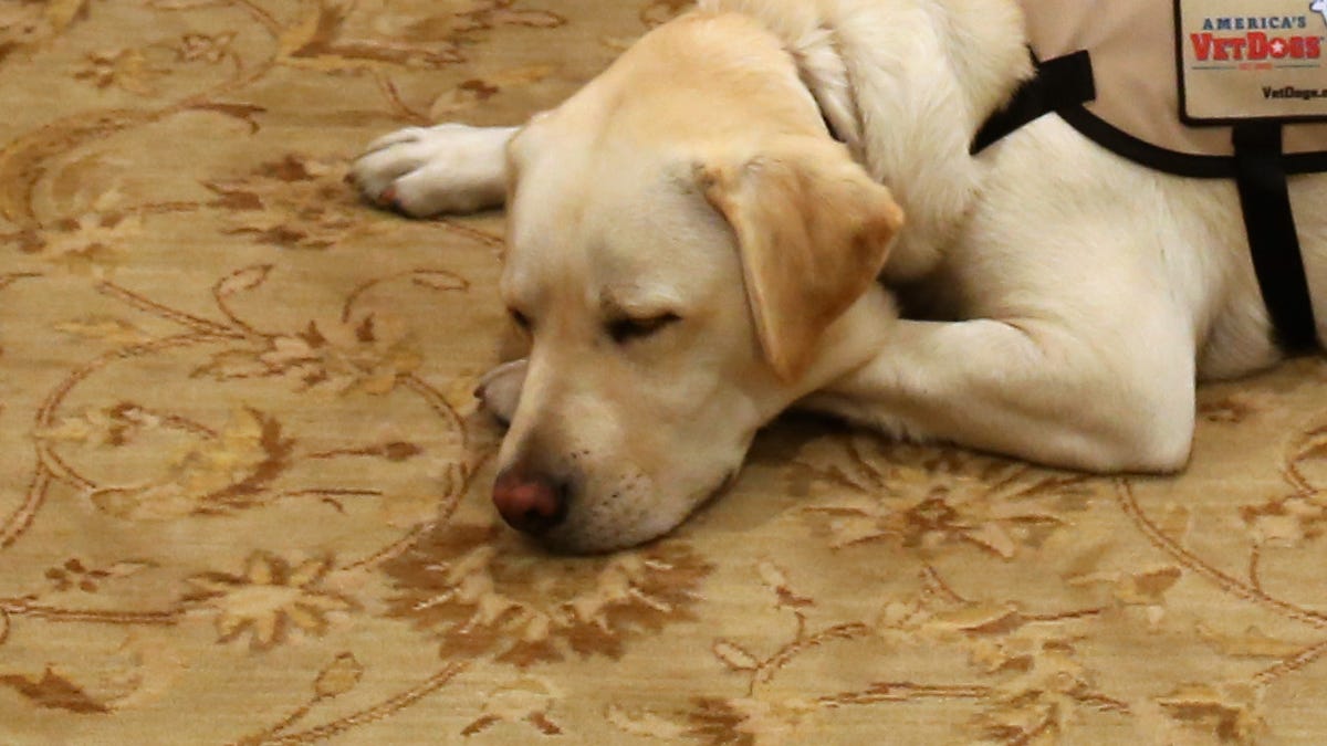 Former President George H.W. Bush's service dog Sully, lying in front of his casket on Dec. 2, 2018.  The image was posted by Bush's spokesperson Jim McGrath on Twitter with the caption: " Mission complete. #Remembering41"