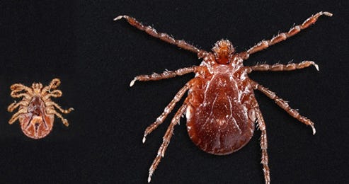 Cdc Tick Identification Chart