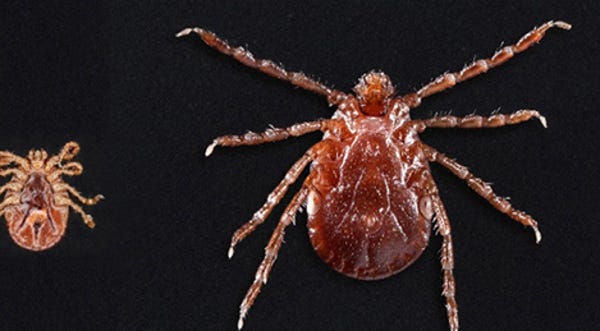 Asian longhorned ticks have been found on pets,...
