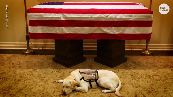 George H.W. Bush's service dog, Sully, loyal to...