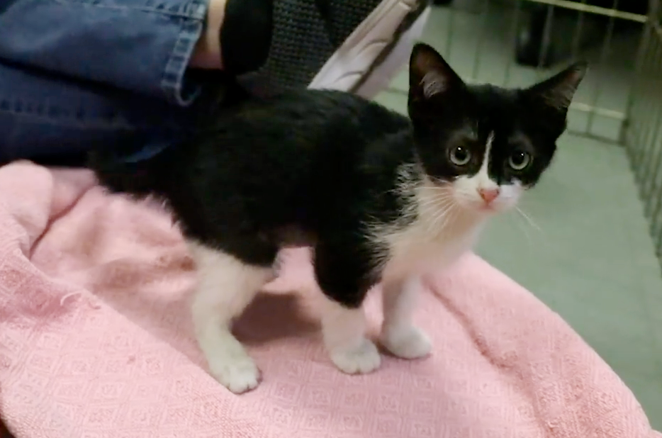 best calming supplement for dogs