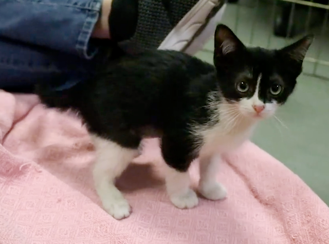 Wobbly Cats With Unusual Condition Adopted At Huron Valley