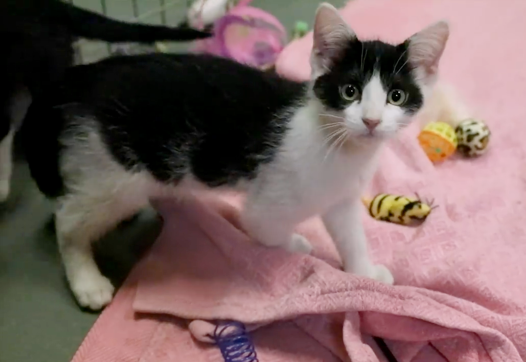 valley cats cat and kitten rescue