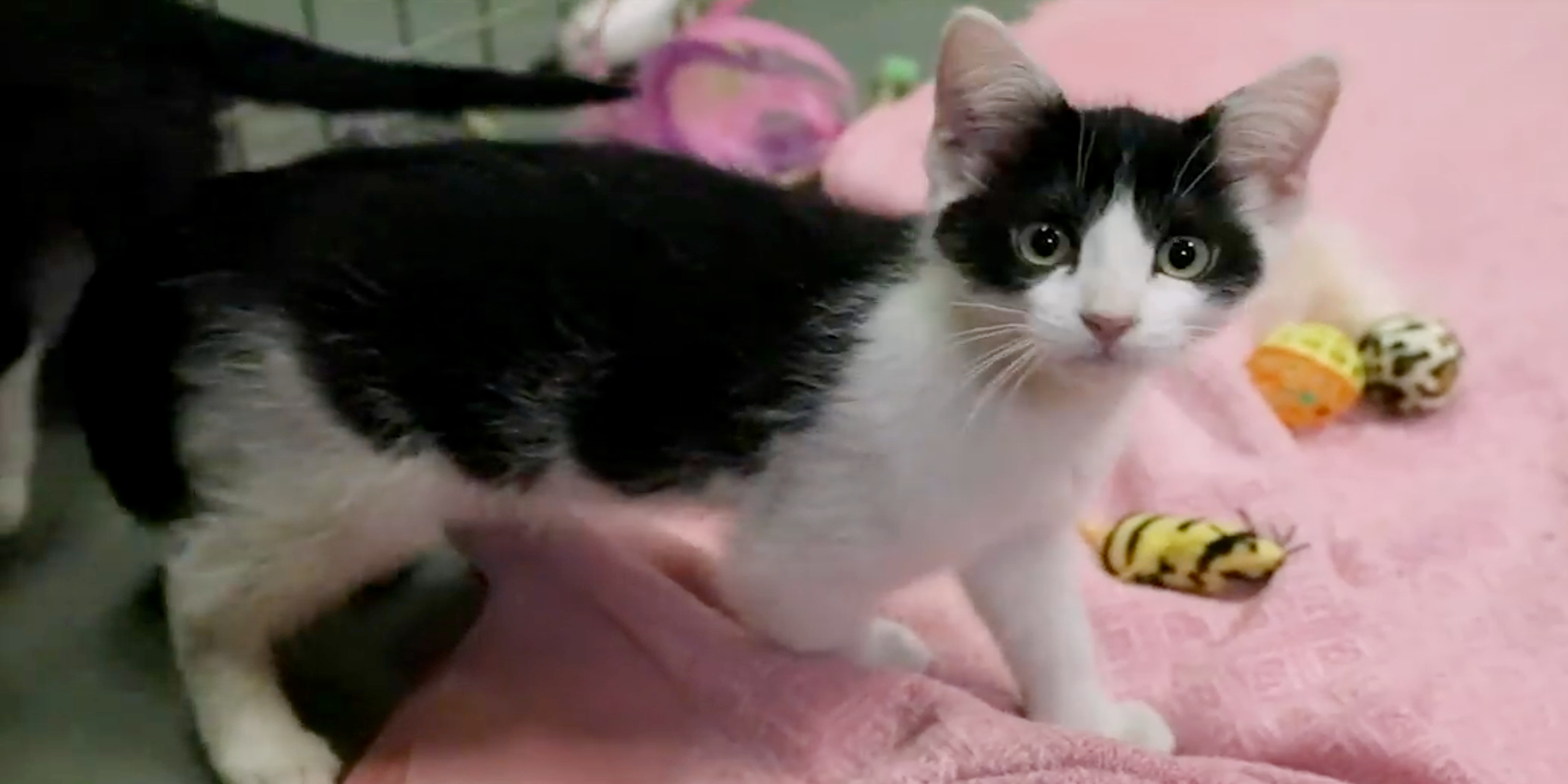 Wobbly Cats With Unusual Condition Adopted At Huron Valley