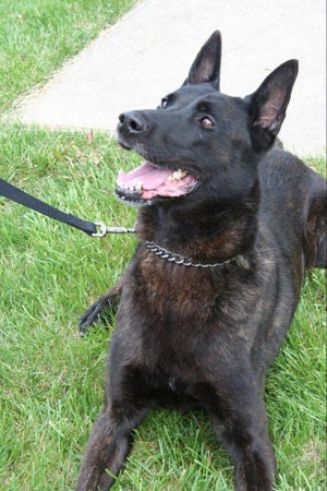 IMPD K9 officer Timo was put to sleep on Dec. 3 after a battle with cancer.