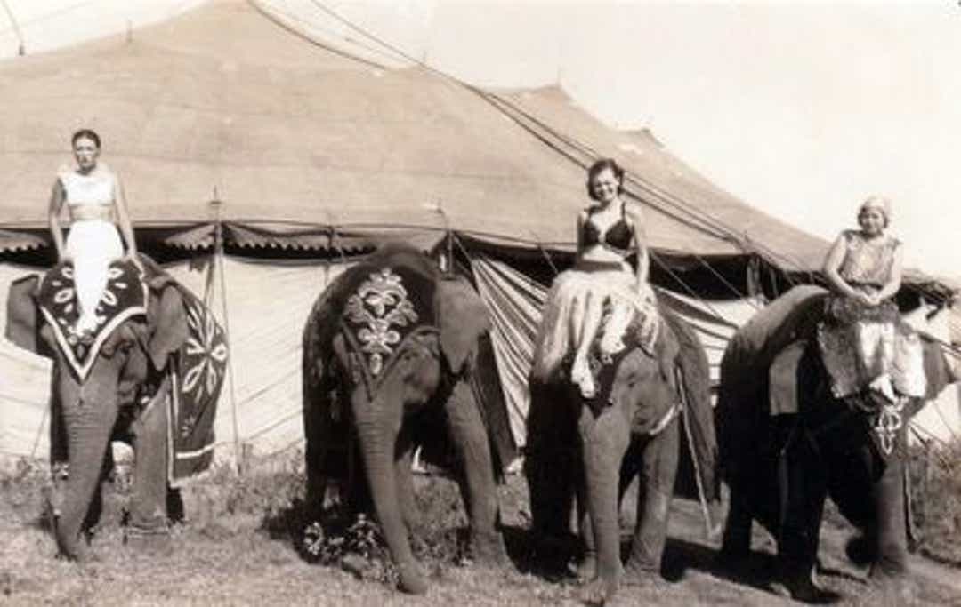 Picture of elephant