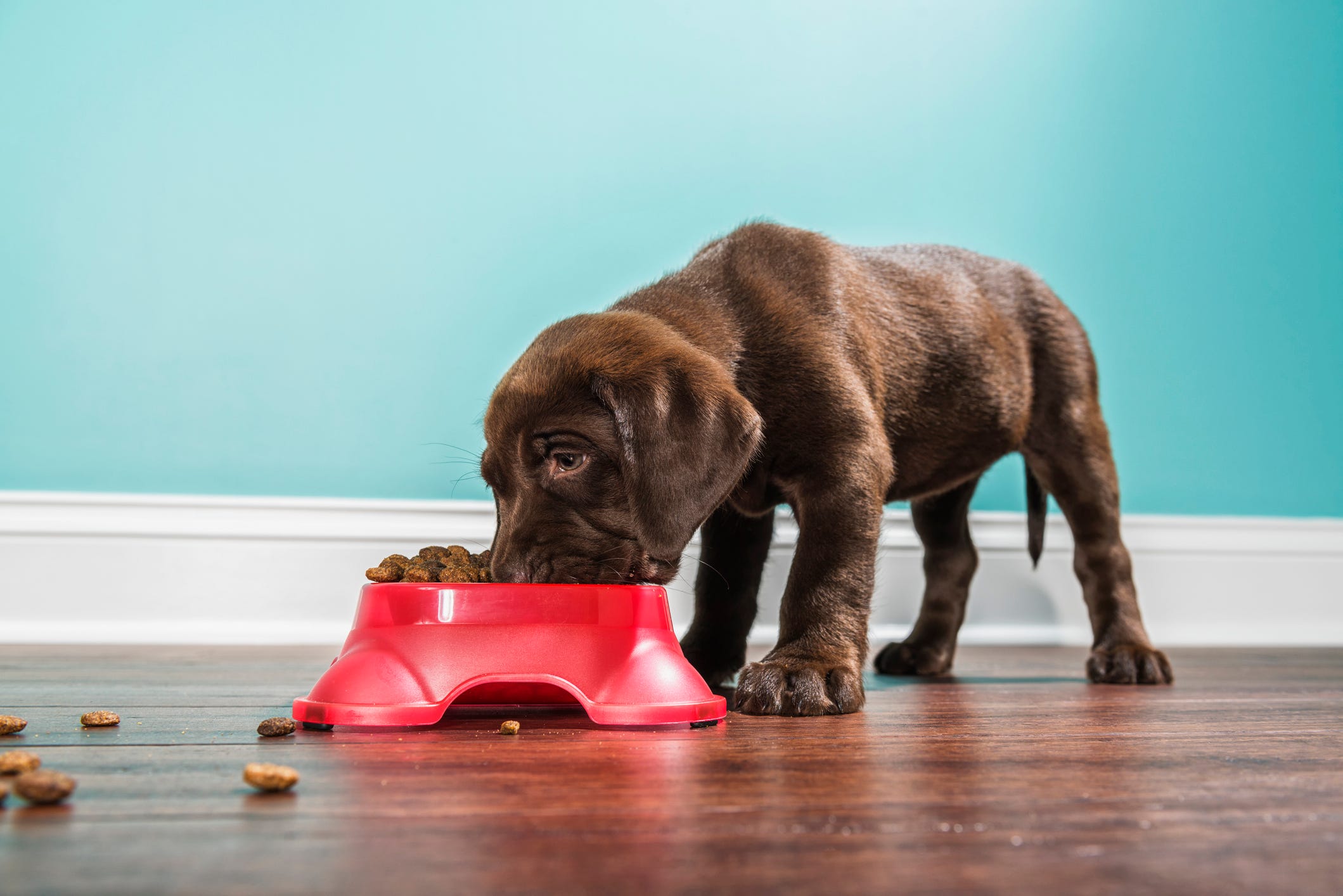 dog food with high vitamin d