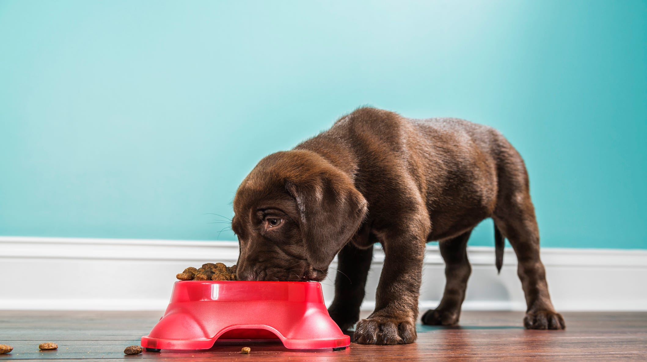 Dog food recall: 8 brands may contain toxic levels of vitamin D
