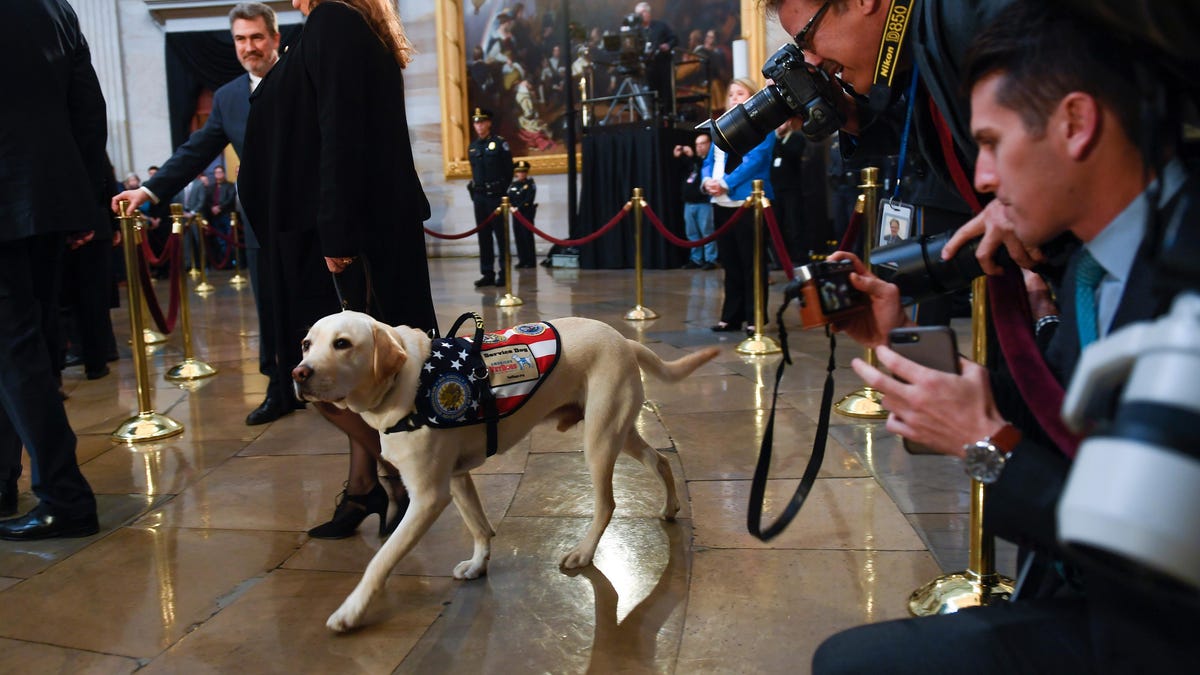 From Sully to Millie: George H.W. Bush and his dogs