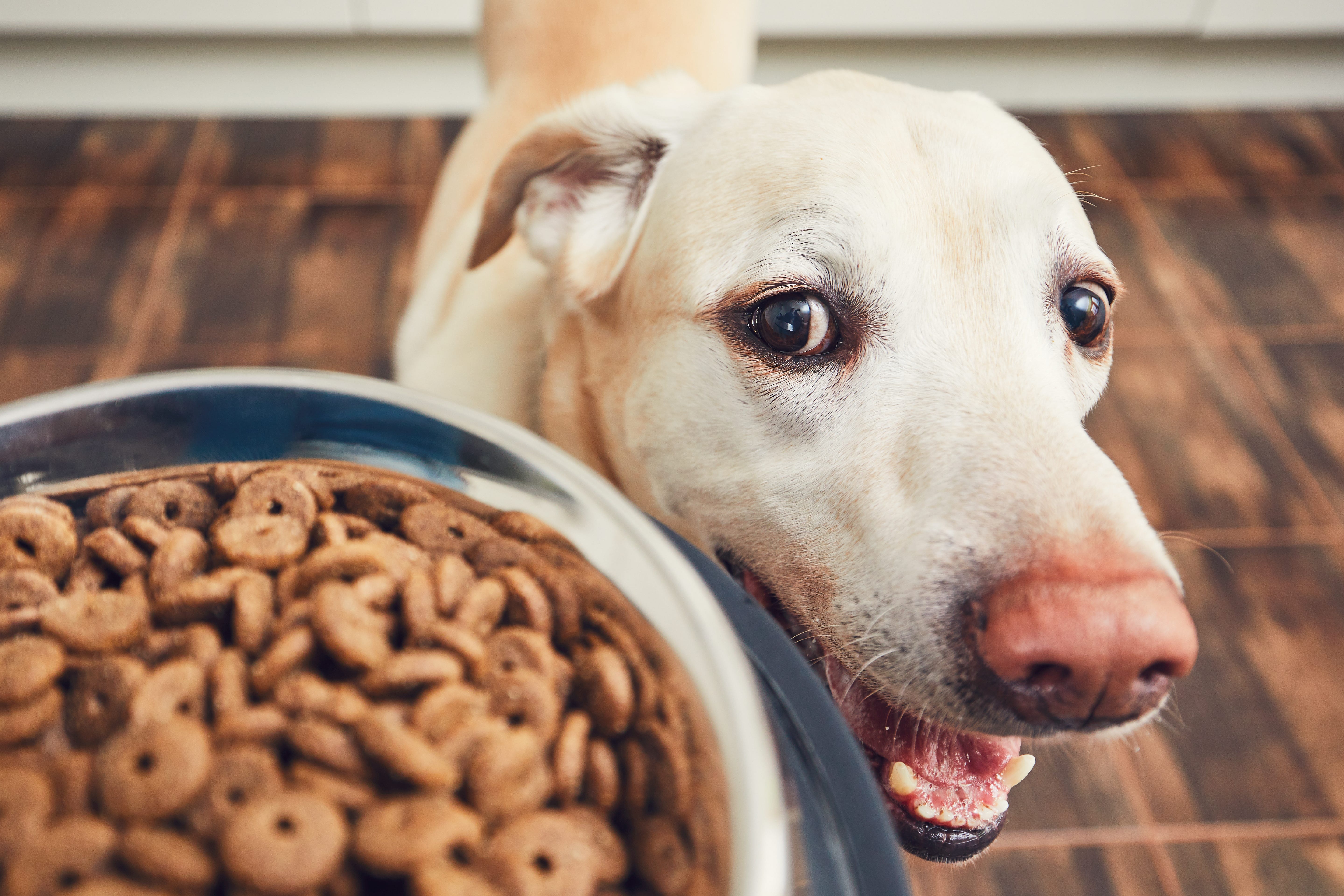 fda list of bad dog food