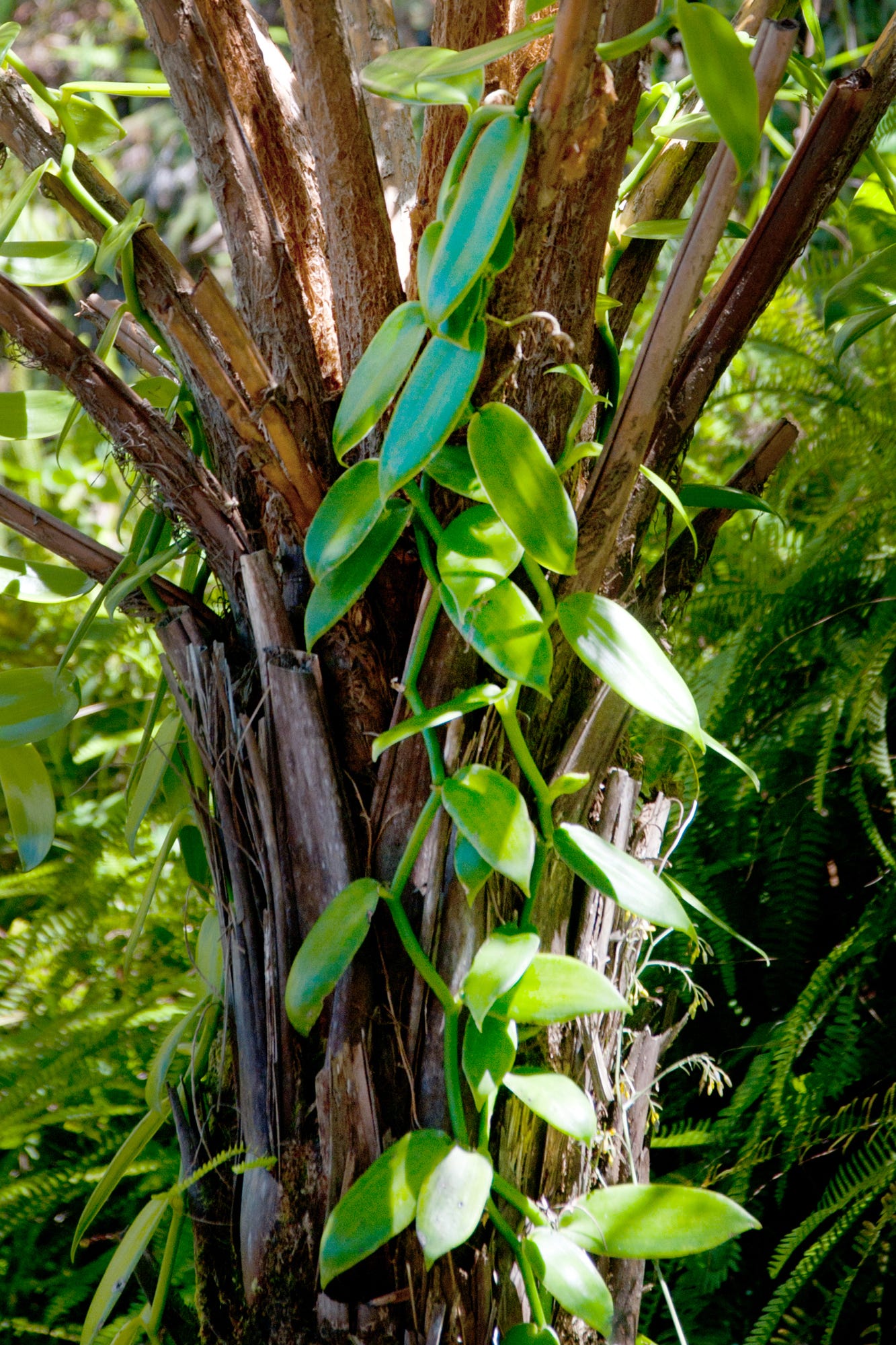 vanilla orchid vanilla orchid
