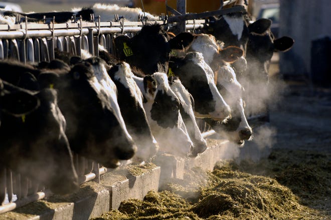 A line of Holstein dairy cows feed through a fence at a dairy farm outside Jerome, Idaho. Idaho is asking a federal appeals court to reinstate a statewide ban on spying at farms, dairies and slaughterhouses after a lower court judge sided with animal rights activists who said the ban violated free speech rights.