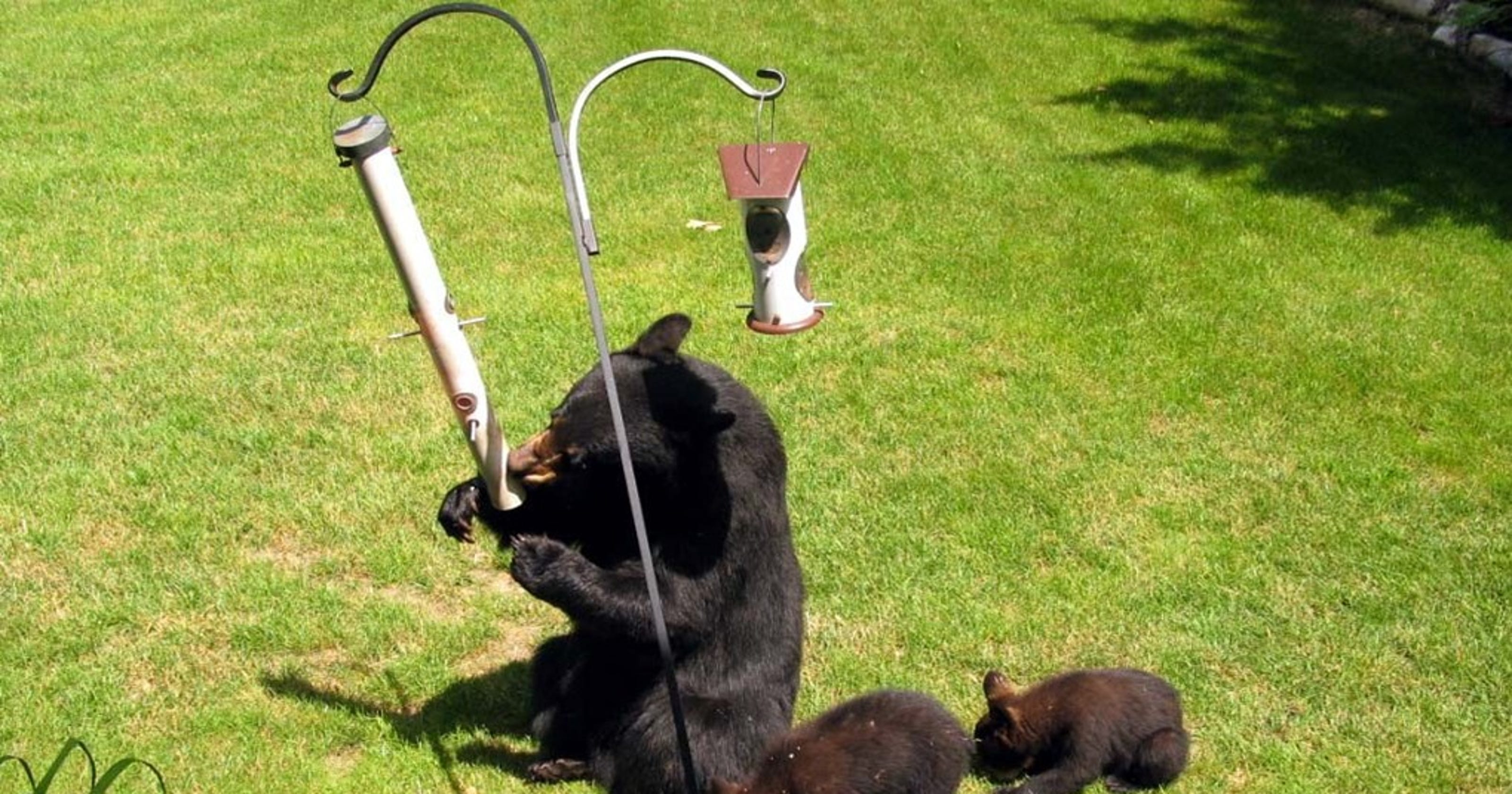 Hide the bird feeders from hungry black bears, Mich. DNR advises
