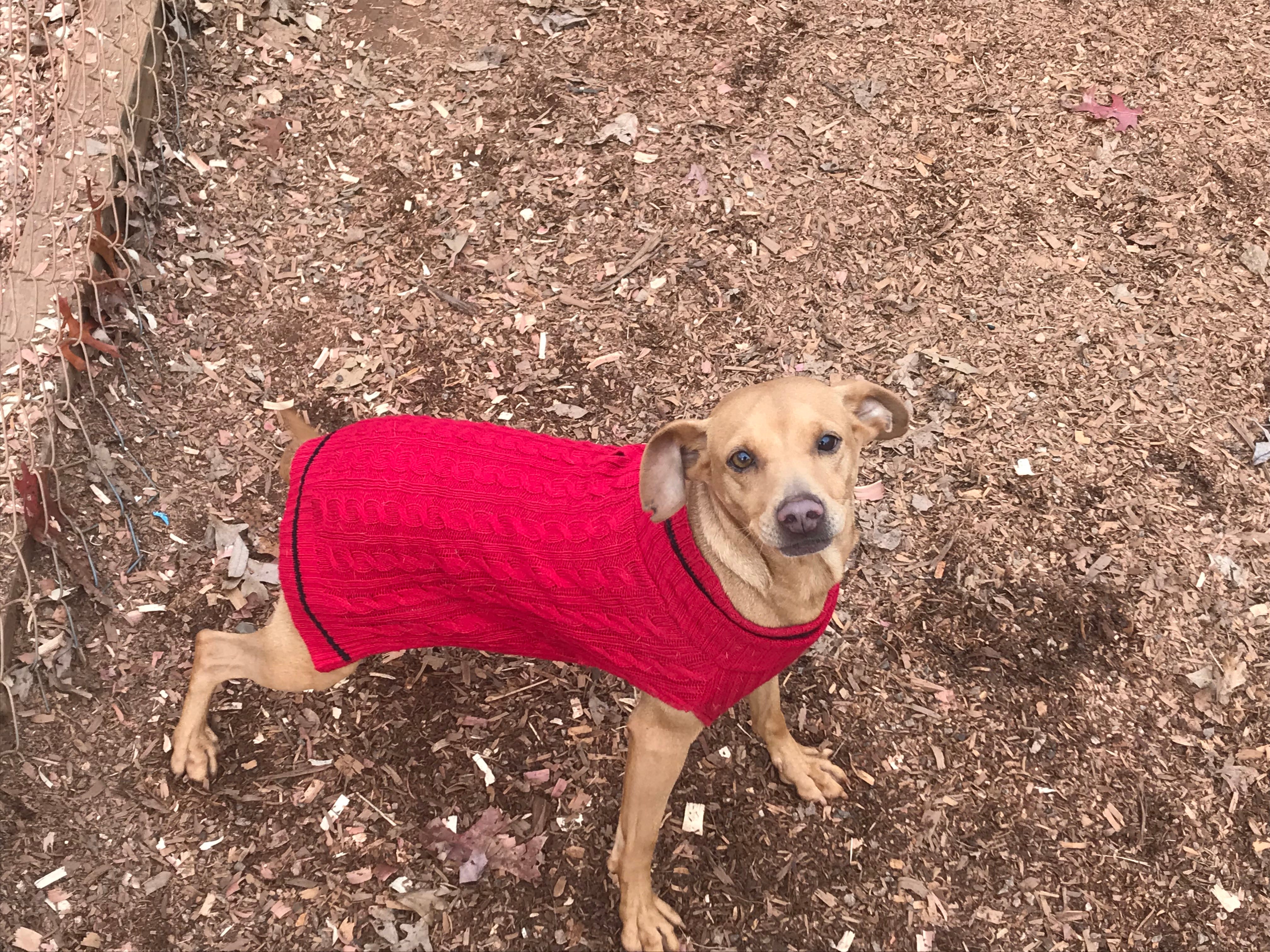 humane society dog sweater