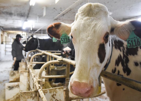 Michigan State University students can unwind by spending quality time with the school's dairy cows at the Dairy Cattle Teaching and  Research Center. Students paid ten dollars for 30 minutes of cow brushing time on Wednesday, Dec. 5, 2018.