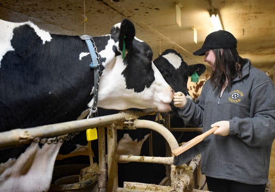 MSU James Madison freshman Kat Close interacts with a cow in the school's dairy barn on Wednesday, Dec. 5, 2018.