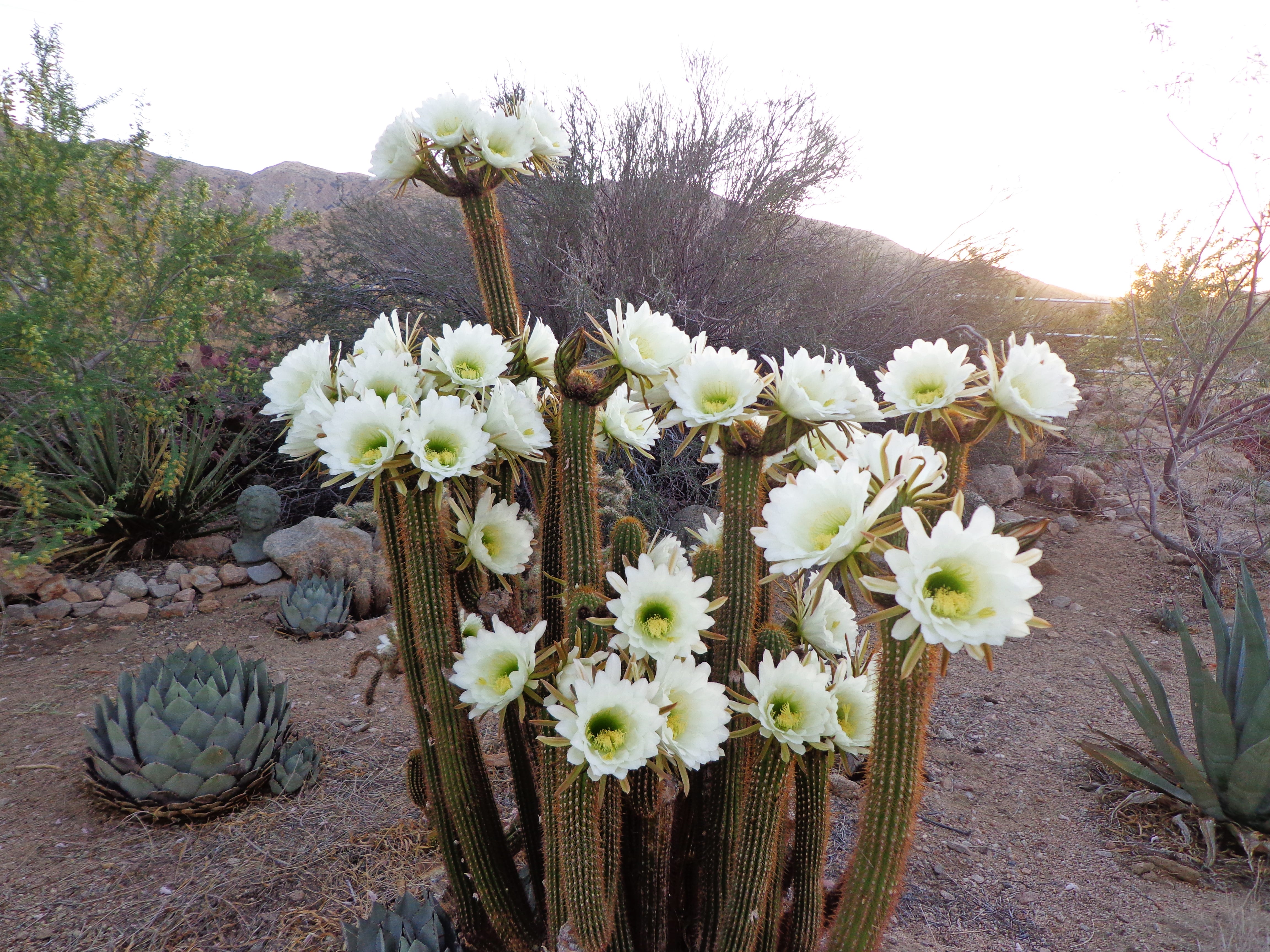 SATOKA Cactus White