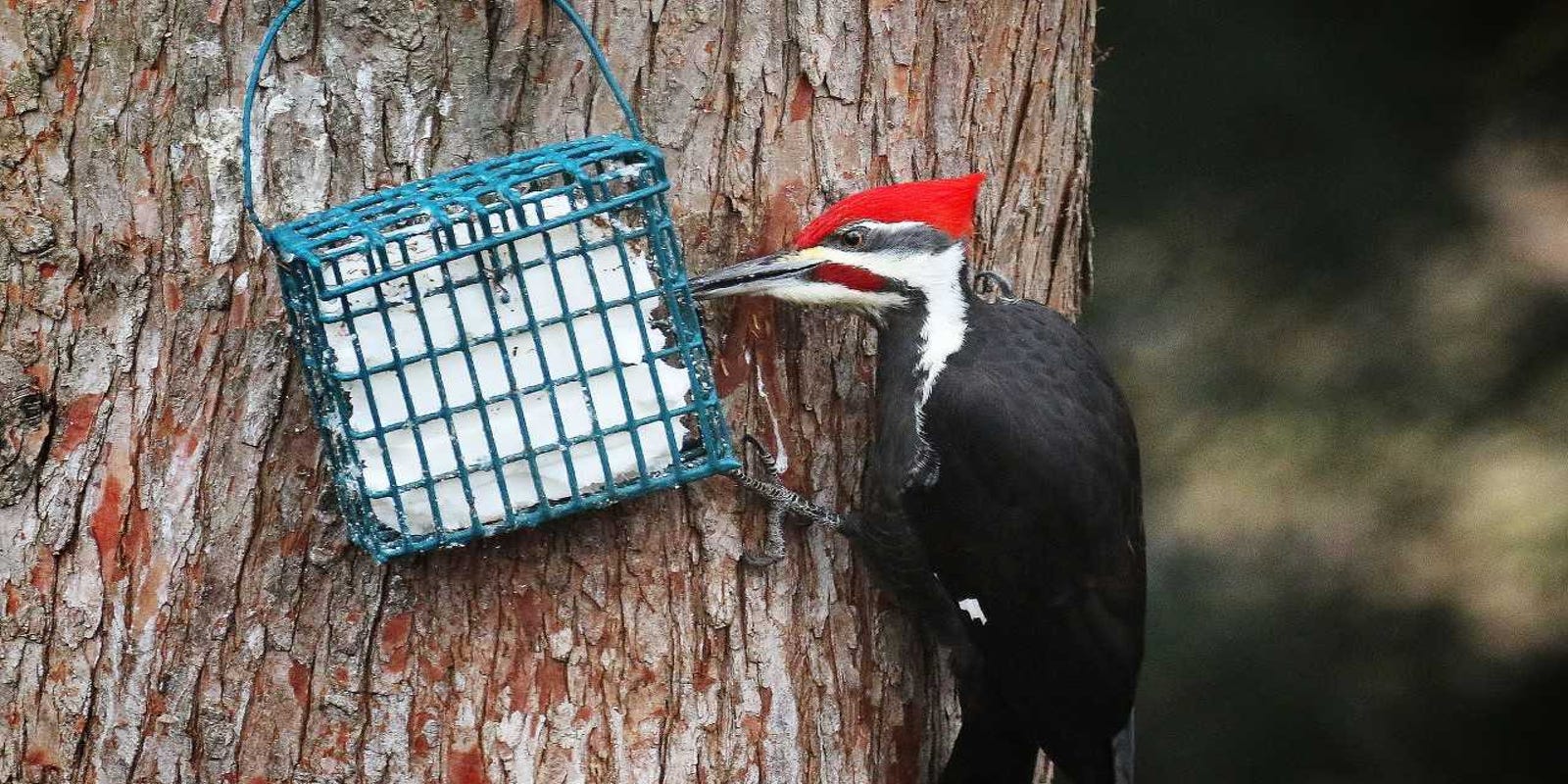 For The Birds Picking Food For Backyard Visitors