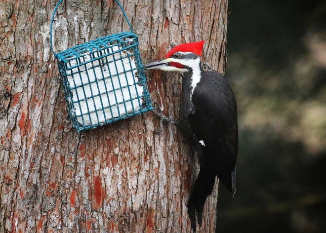 A male pileated woodpecker regularly visits a pure suet cake.