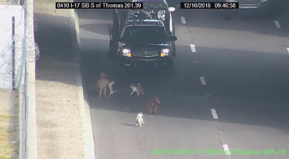 interstate dog transport