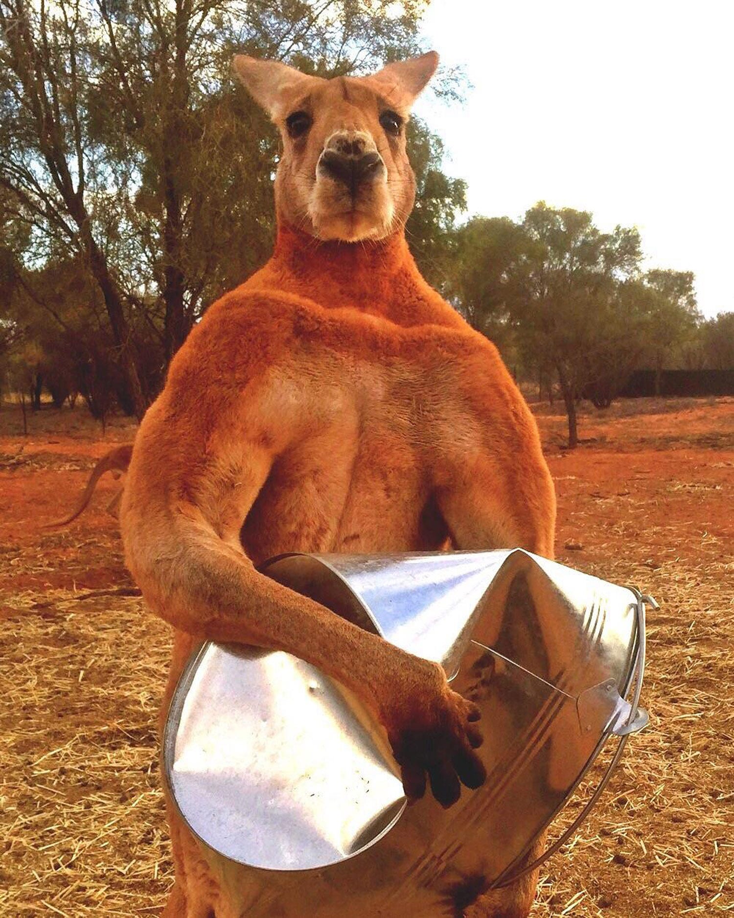 korrekt Lil Mentalt Roger, Australia's huge and buff kangaroo, dies at sanctuary