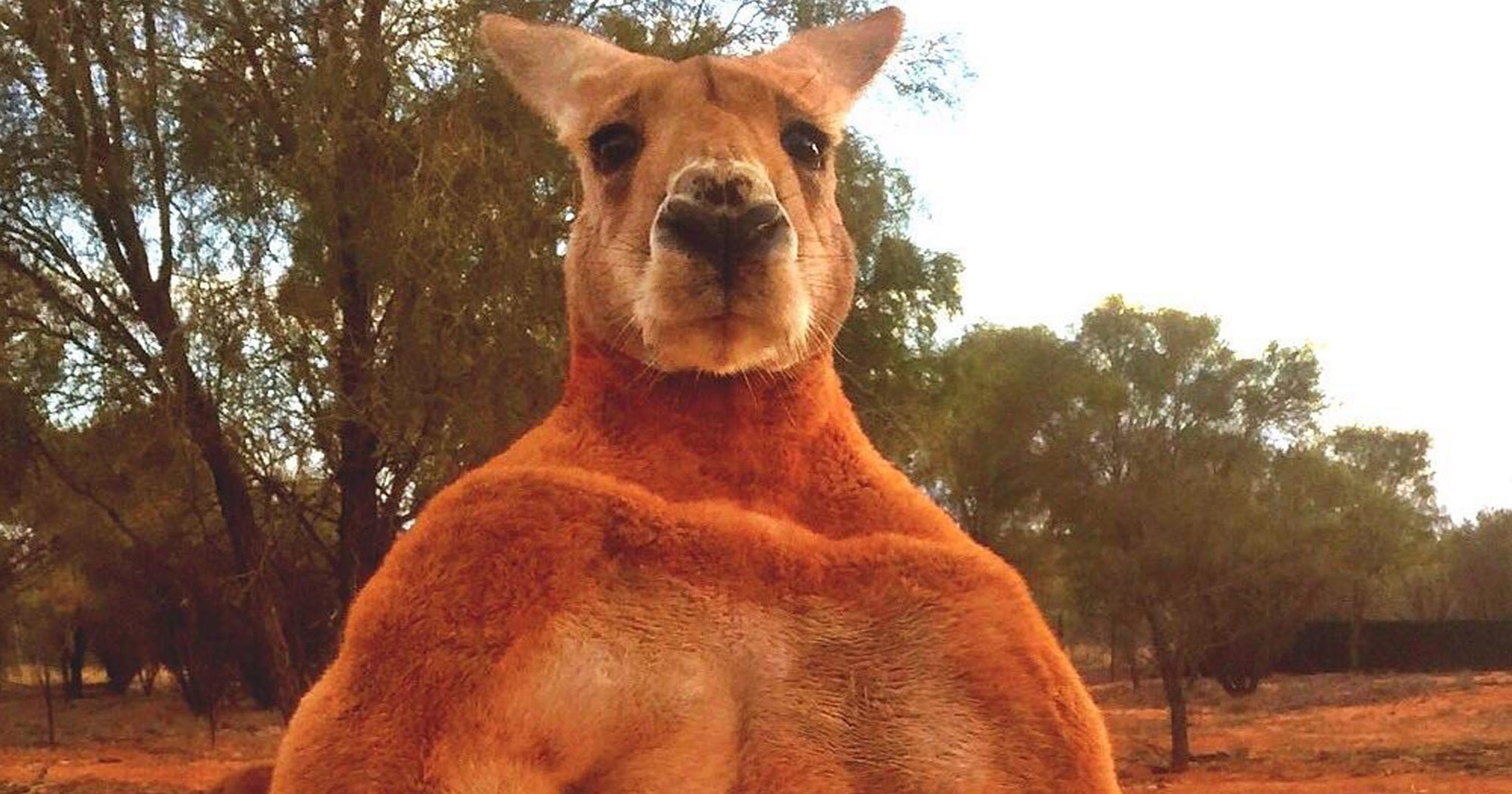 Roger Australia S Huge And Buff Kangaroo Dies At Sanctuary