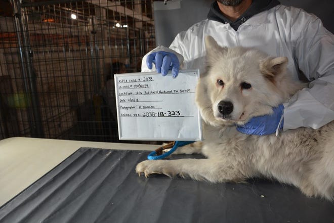 Bailing Out Benji This Iowan S Anti Puppy Mill Nonprofit Went Nationwide Bailing Out Benji This Iowan S Anti Puppy Mill Nonprofit Went Nationwide
