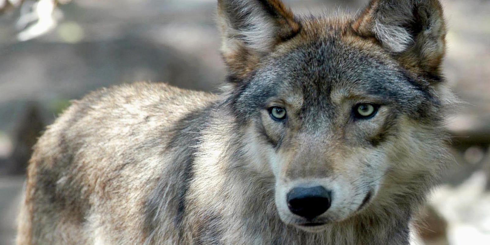 Why Did Michigan Order Wolf Killings