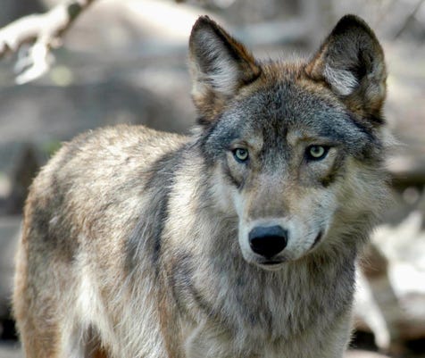 Why Did Michigan Order Wolf Killings