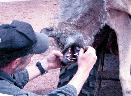 Federal wildlife agent Don Lonsway examines a problem wolf in 2012.