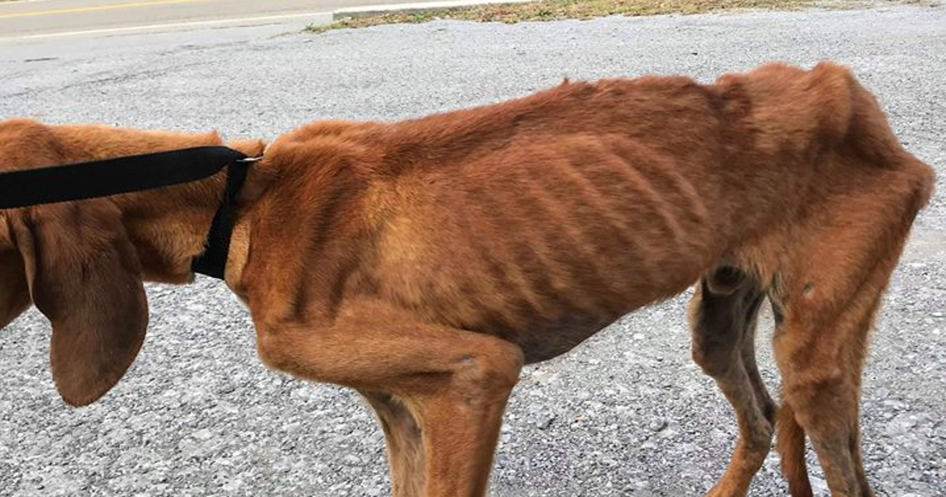 Newport animal shelter director charged with animal cruelty