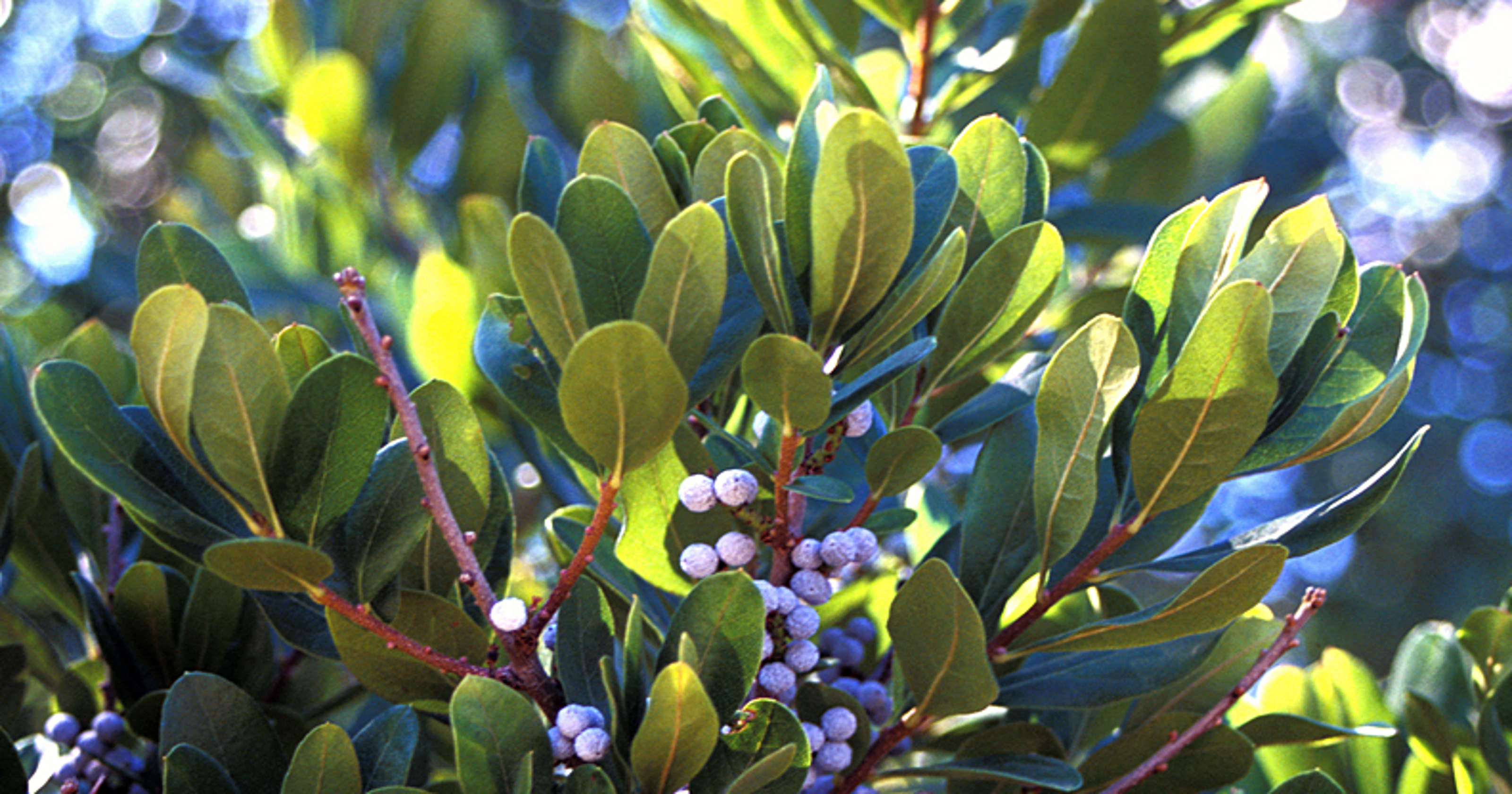 Christmas 2018: Is bayberry the true scent of the season?
