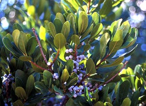 Northern Bayberry (Myrica pensylvanica) is found in the wild from coastal North Carolina all the way to the north tip of Newfoundland.