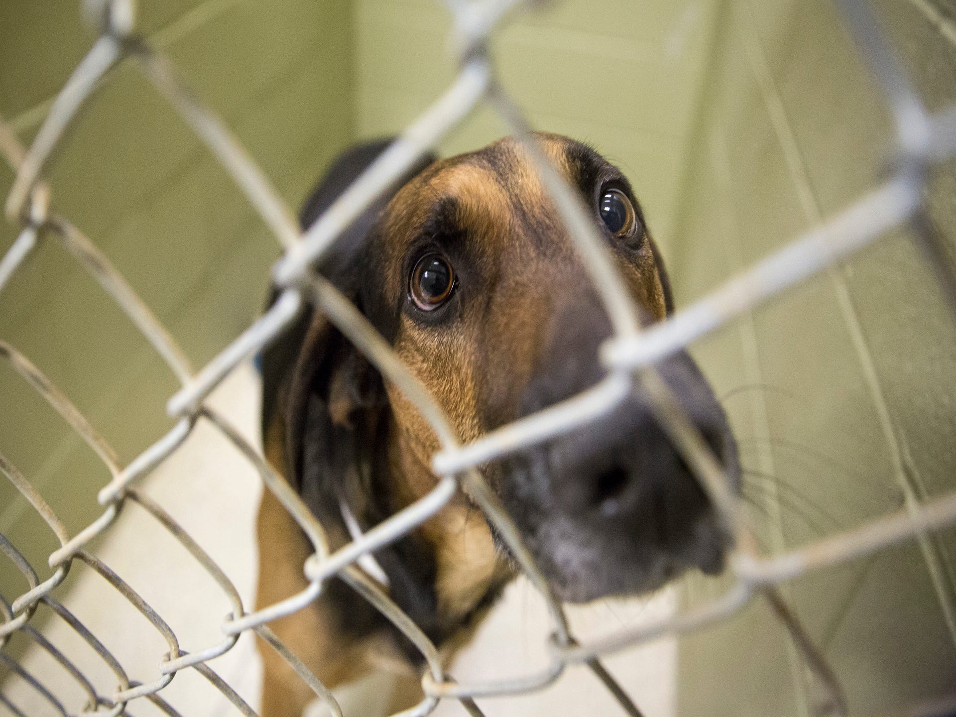 Shelter adoption event a huge success, but more animals wait for homes