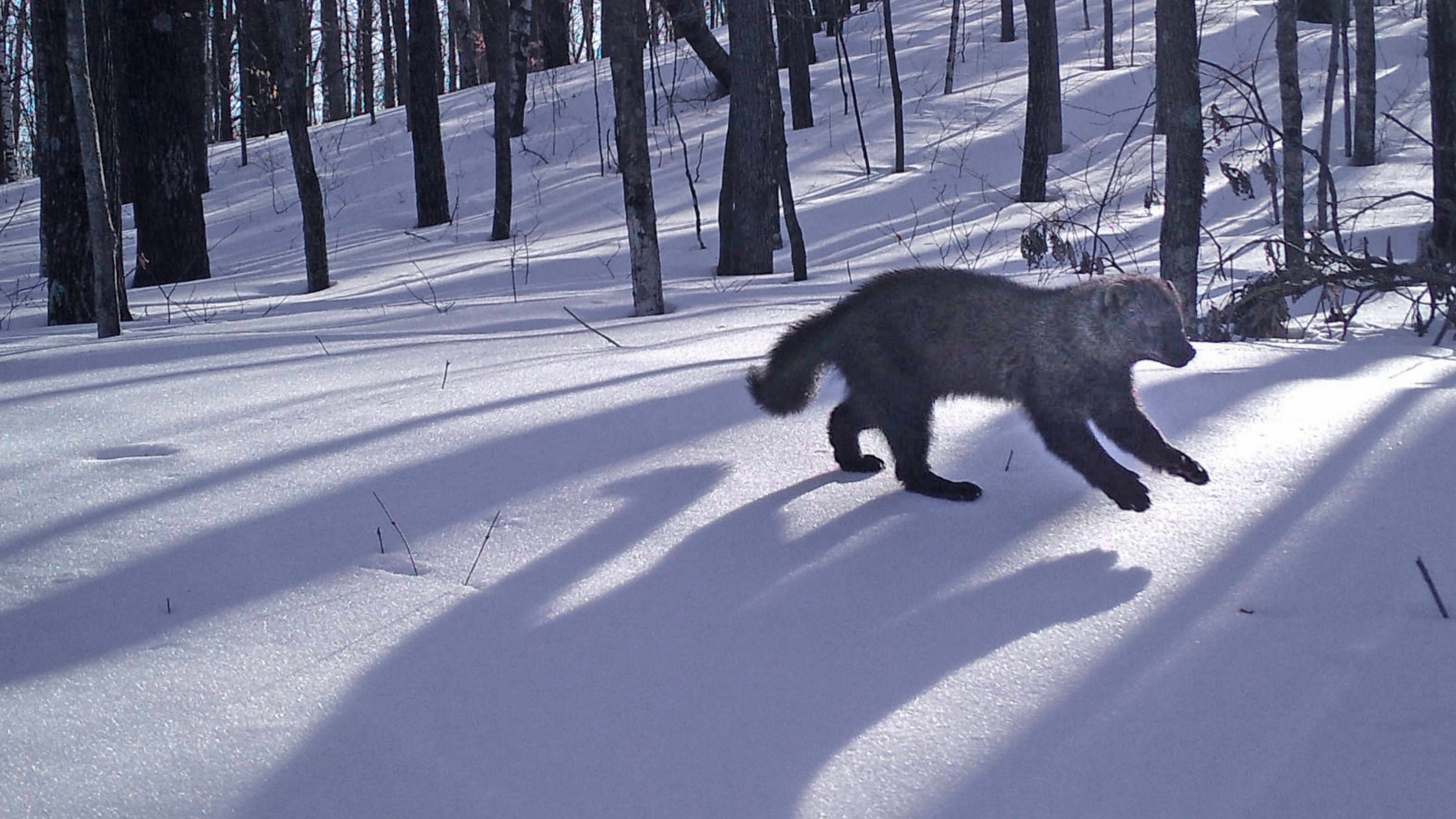 Wisconsin Animals Photographed By Trail Cameras
