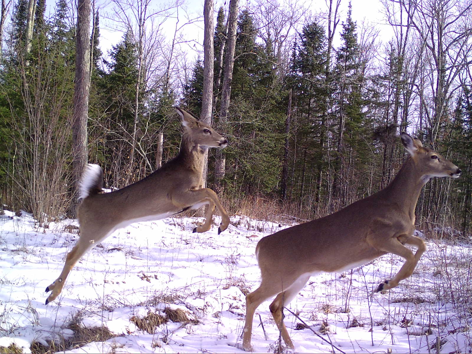 Wisconsin animals photographed by trail cameras