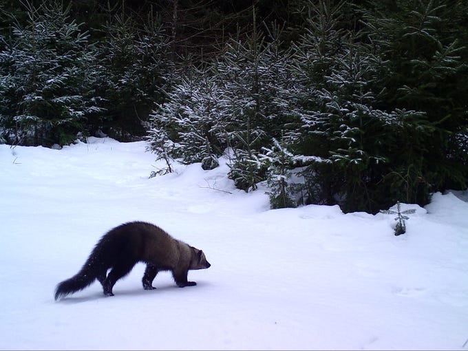Awesome trail cam images of animals wintering in Wisconsin