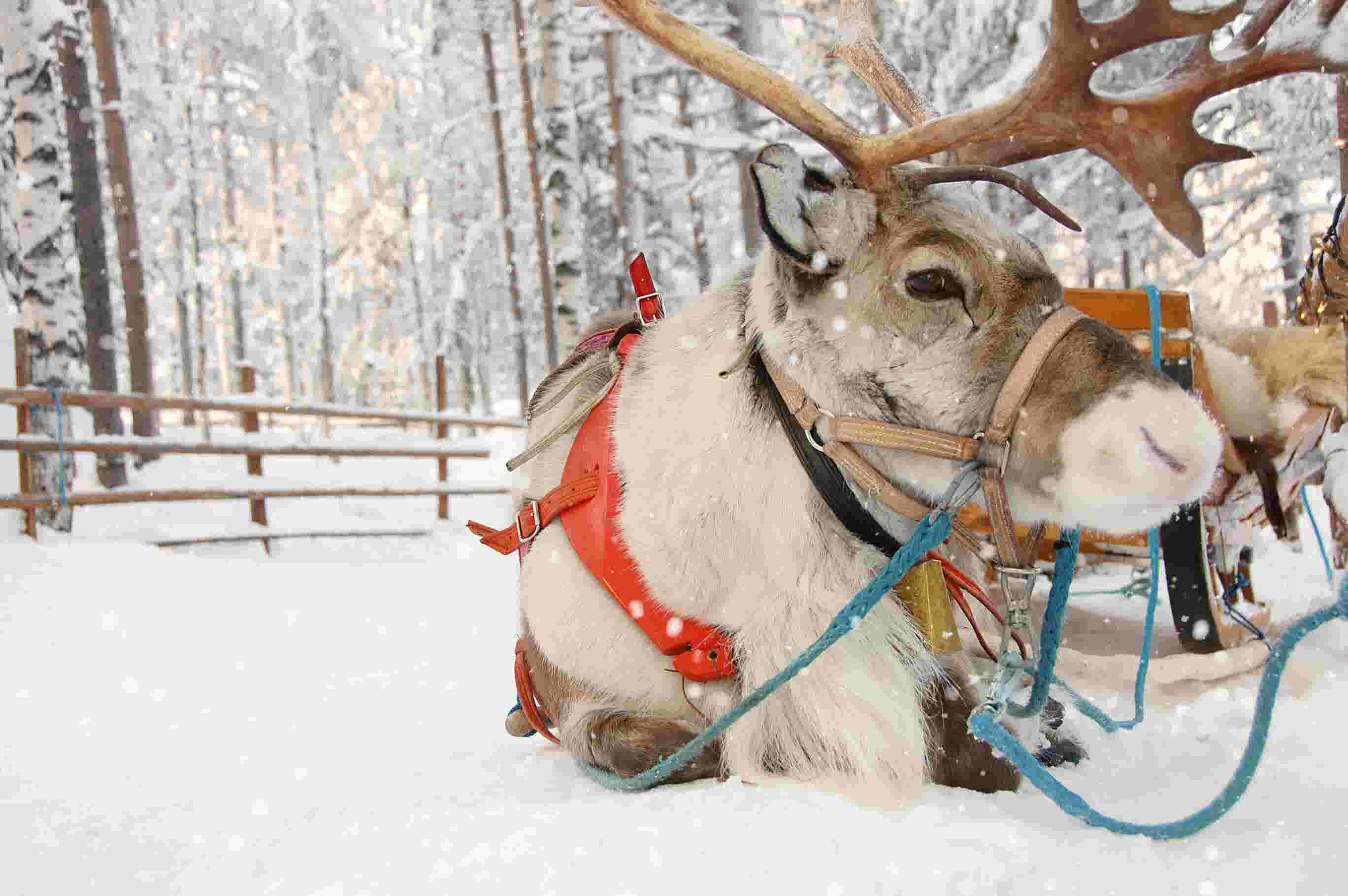 visit reindeer cheshire