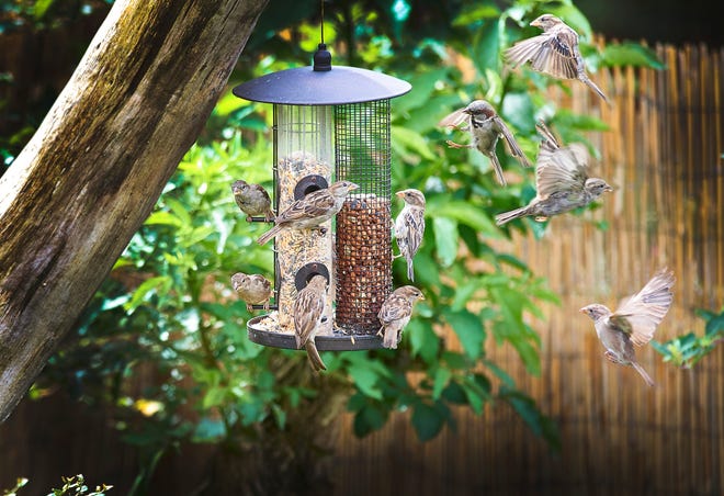 A bird feeder can provide entertainment and an activity that families can share.