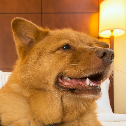 Many major hotel chains welcome animals, though...