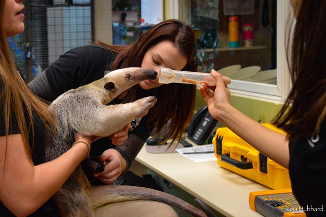 Isla, the tamandua, gets some of her favorite food while a reproductive physiologist from CREW performs an ultrasound.