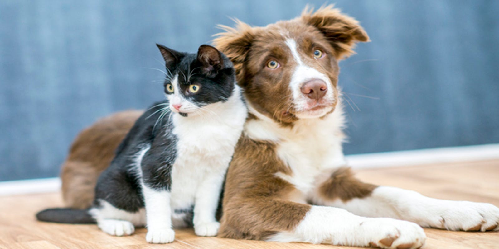 Coronavirus And Pets What To Look For Though Vets Say Risk Is Low