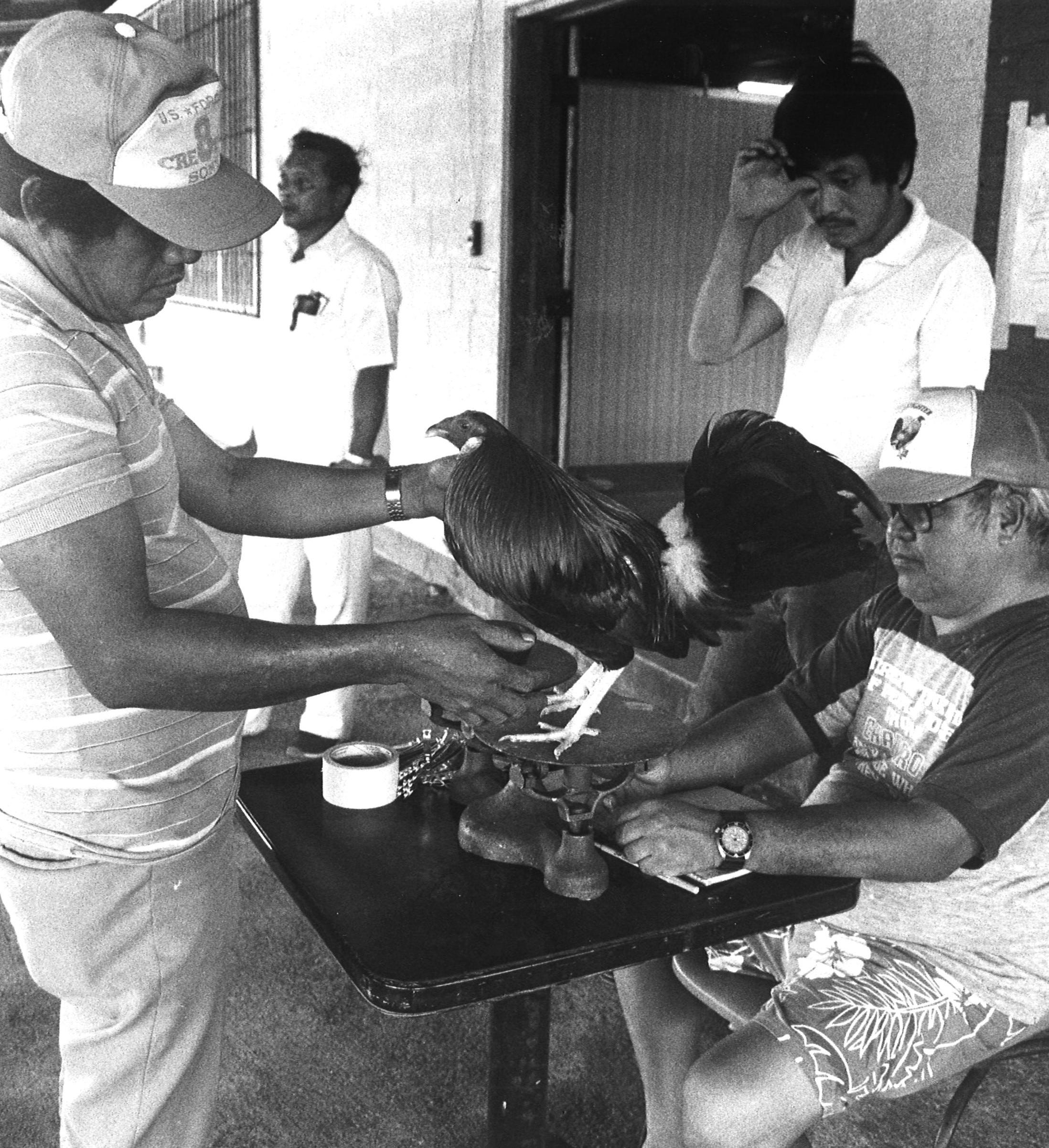 Uncover The Ancient Tradition Of Eating Jumiles De Guerrero - mwtvyaz