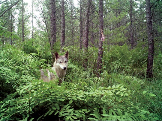 A wolf is shown in this trail cam photo from Snapshot Wisconsin of the Wisconsin Department of Natural Resources.