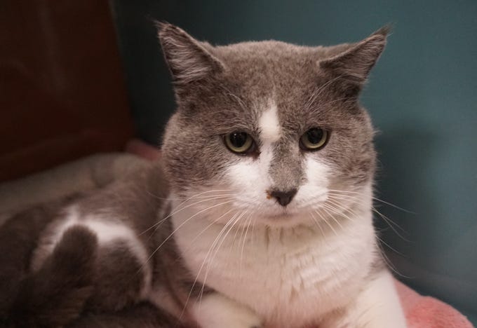 Bailey is a handsome 3 year old cat. Bailey likes attention and to lounge around. He would prefer to be in a home with no dogs and have lots of places to explore. Come meet Bailey today.