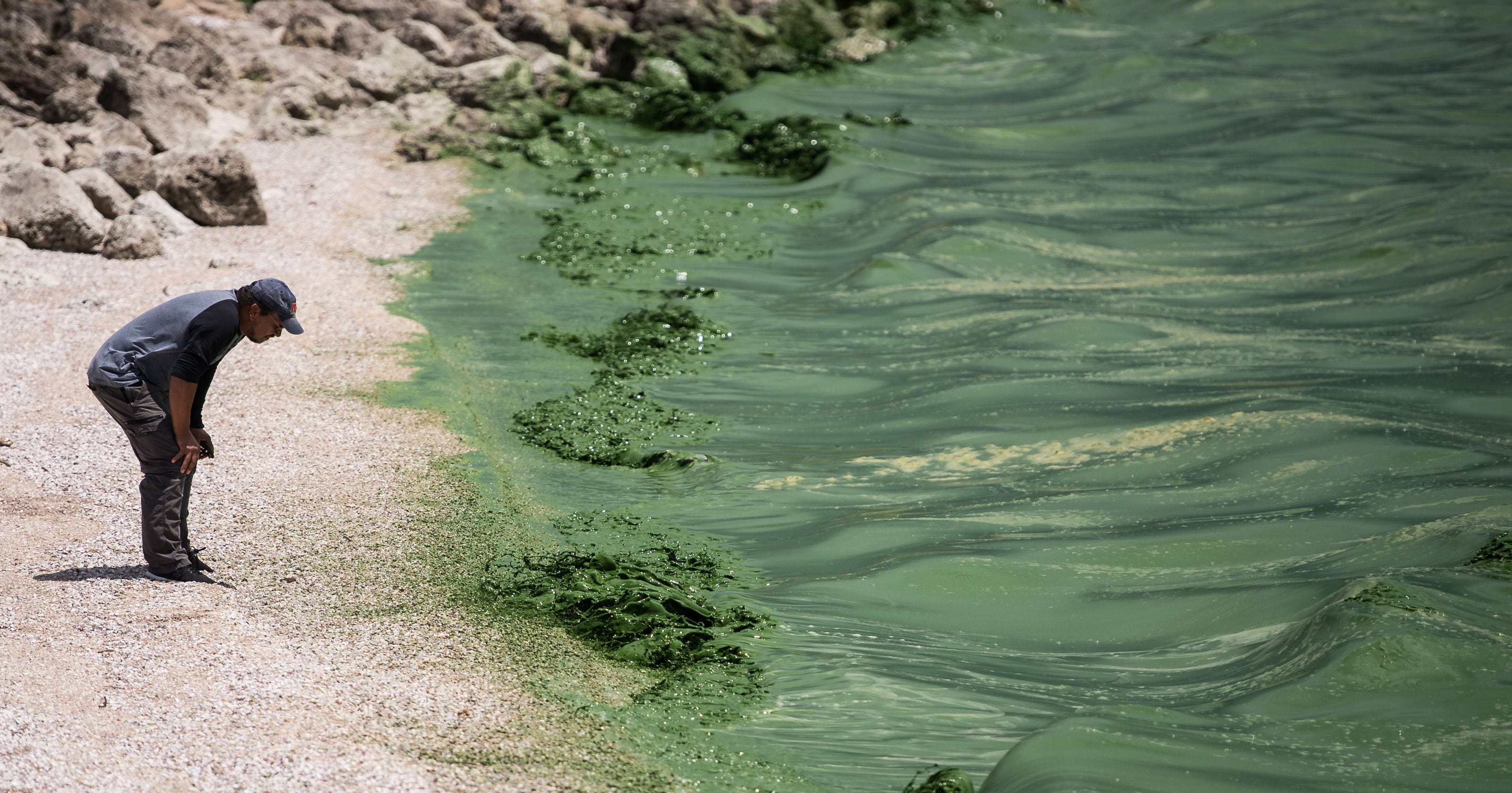 Are Lake Okeechobee Algae Blooms Headed To The St Lucie