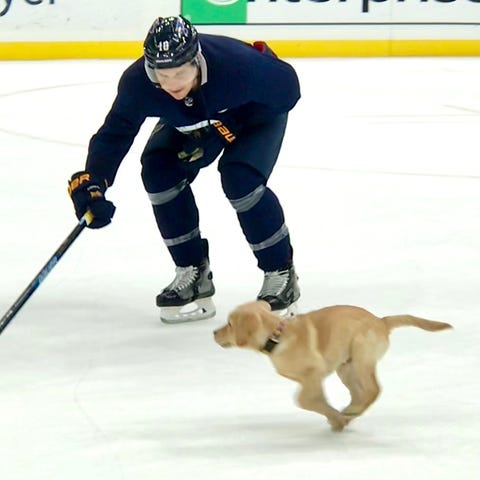 Barclay runs across the ice after a Blues...