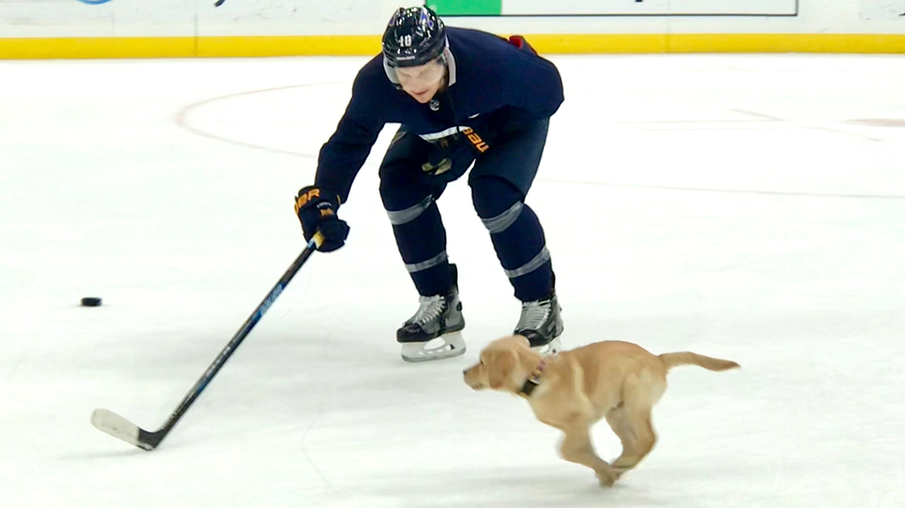 St Louis Blues Adopted Puppy A Hit During Thursday s Practice st-louis-blues-adopted-puppy-a-hit-during-thursday-s-practice