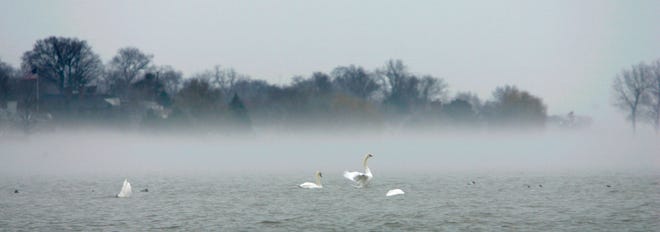 Swans pass the time on Lake St. Clair as fog hangs low over the water.